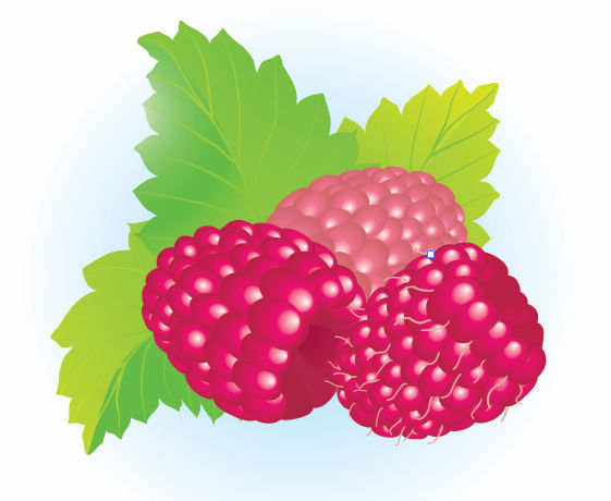 free vector Free Raspberries Vector Illustration
